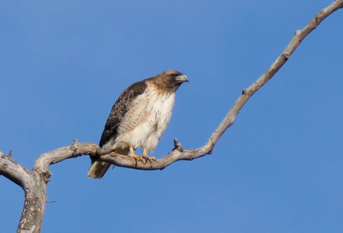 Red-tailed Hawk - ML192627831