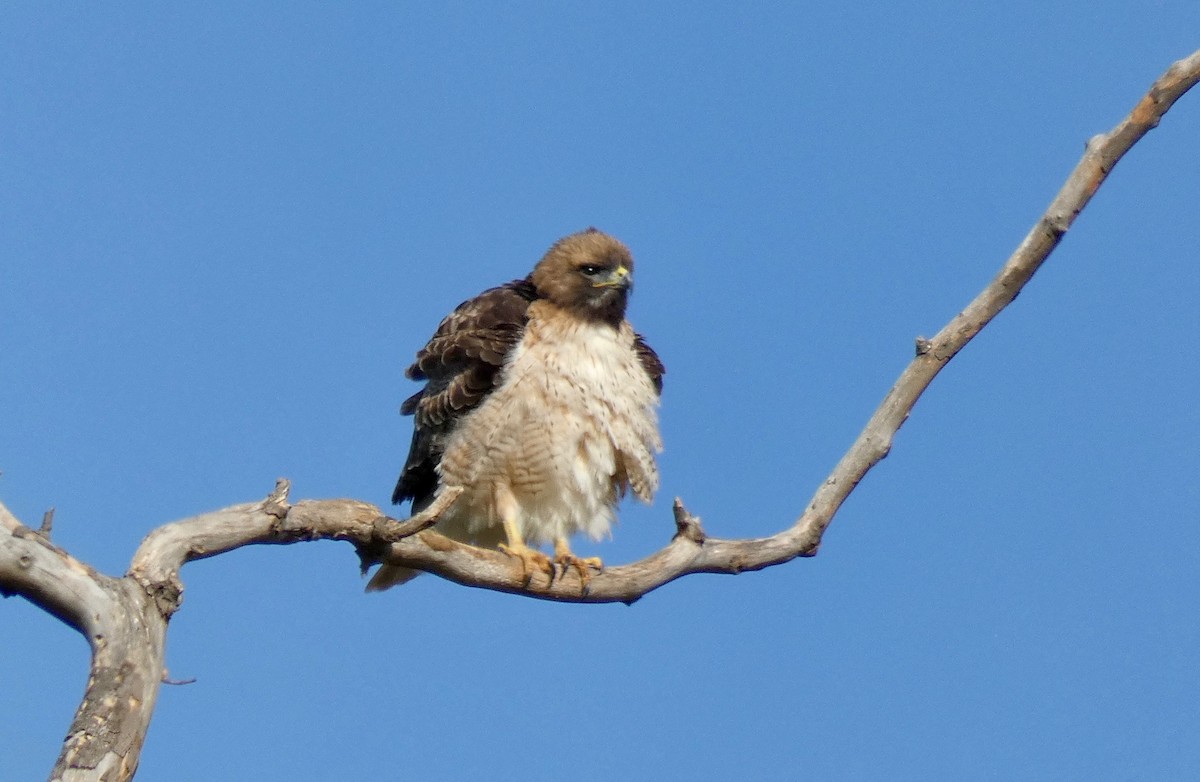 Red-tailed Hawk - ML192627841