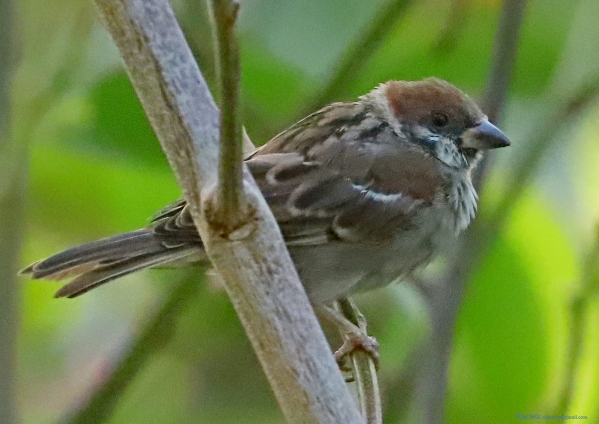 Eurasian Tree Sparrow - ML192628641