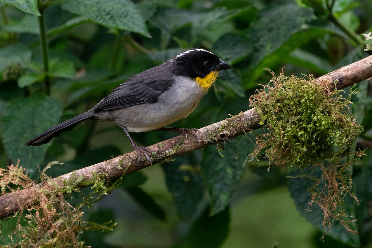 White-naped Brushfinch - Joao Quental JQuental