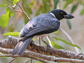 นกเพศผู้เต็มวัย - Charley Hesse TROPICAL BIRDING - ML192634451