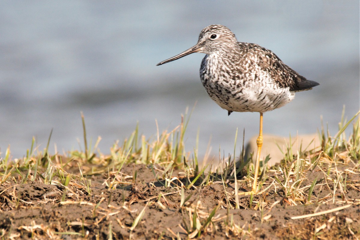 Greater Yellowlegs - Mitch (Michel) Doucet