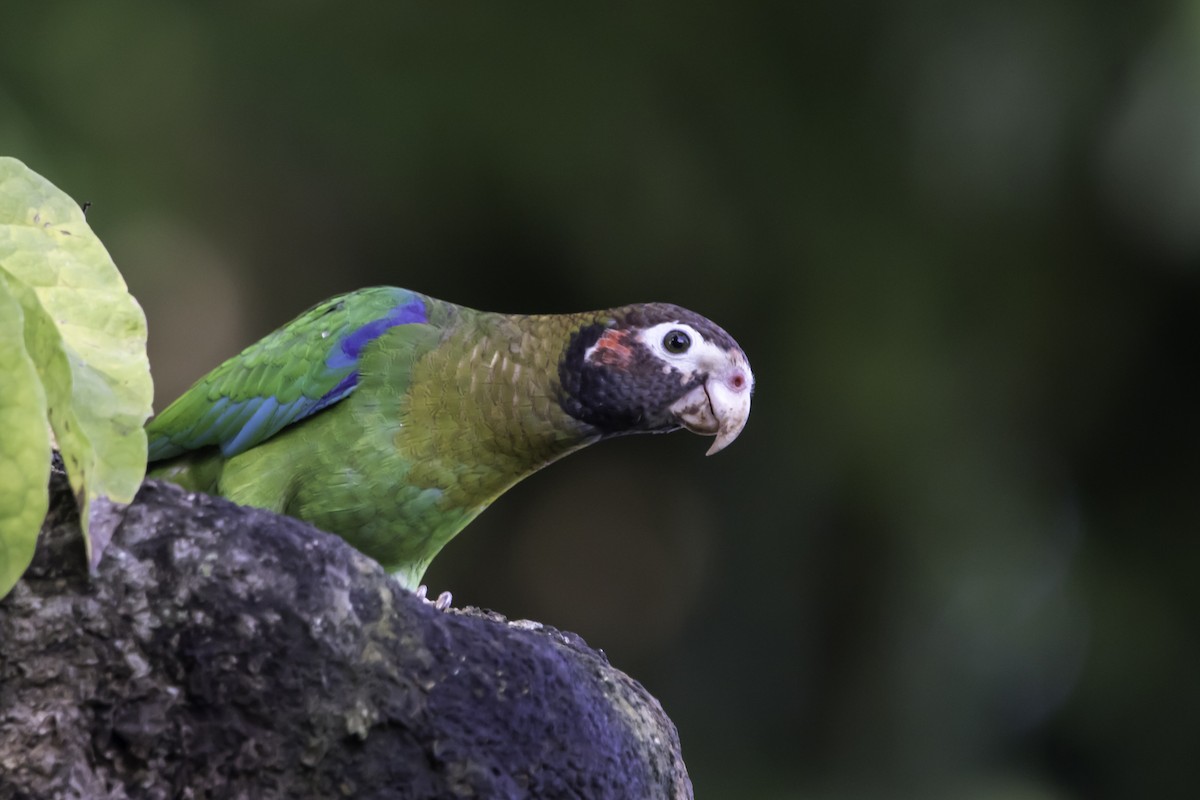 Brown-hooded Parrot - Jorge Eduardo Ruano