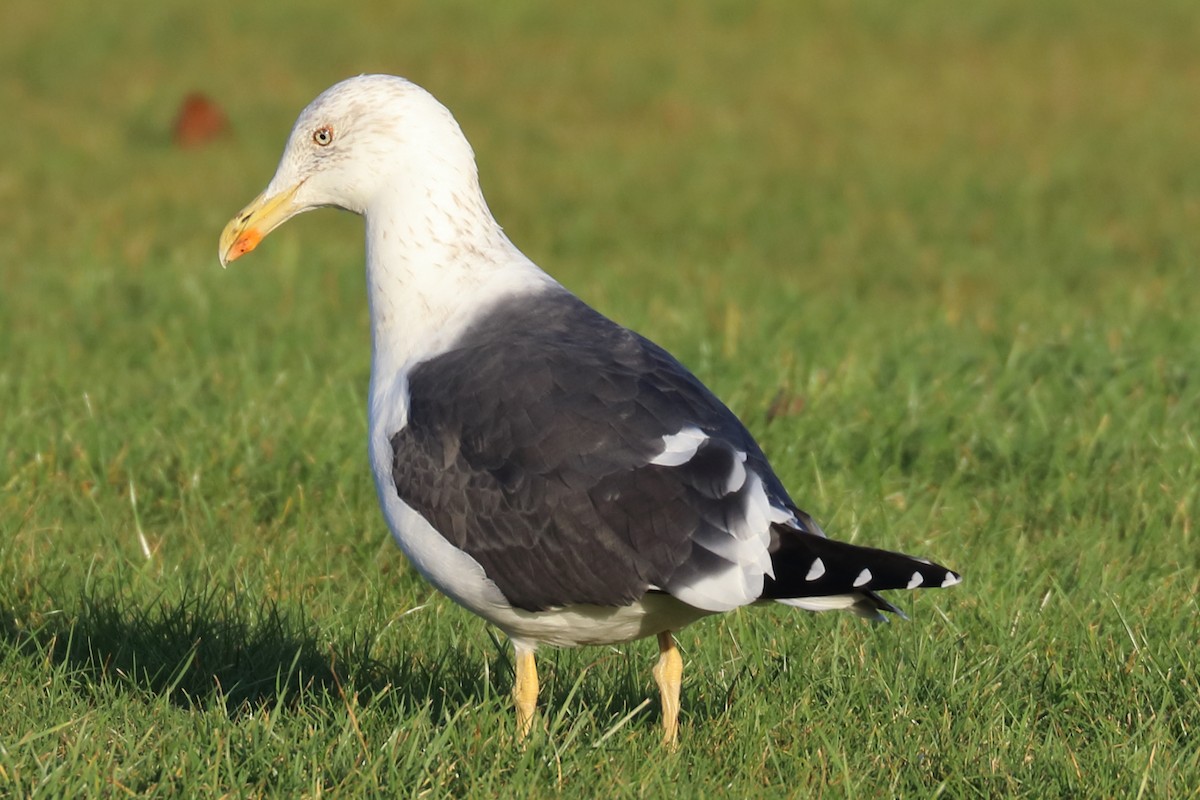 Lesser Black-backed Gull - ML192643351