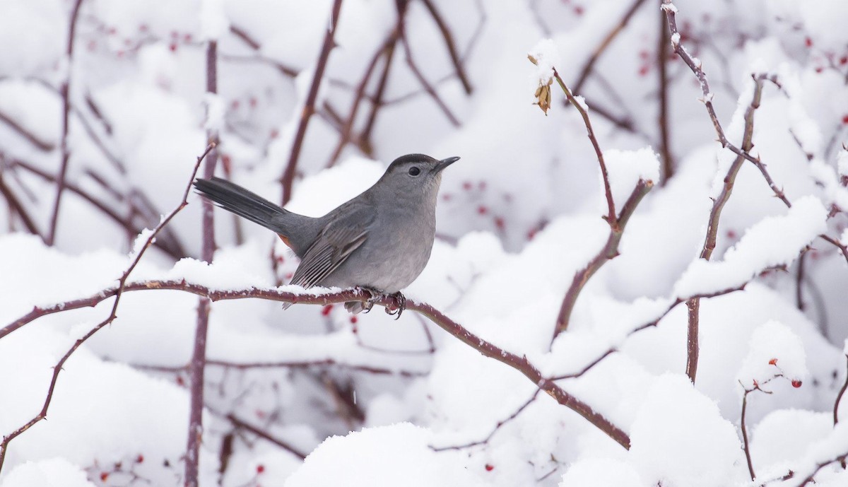 Gray Catbird - Nova Scotia Bird Records