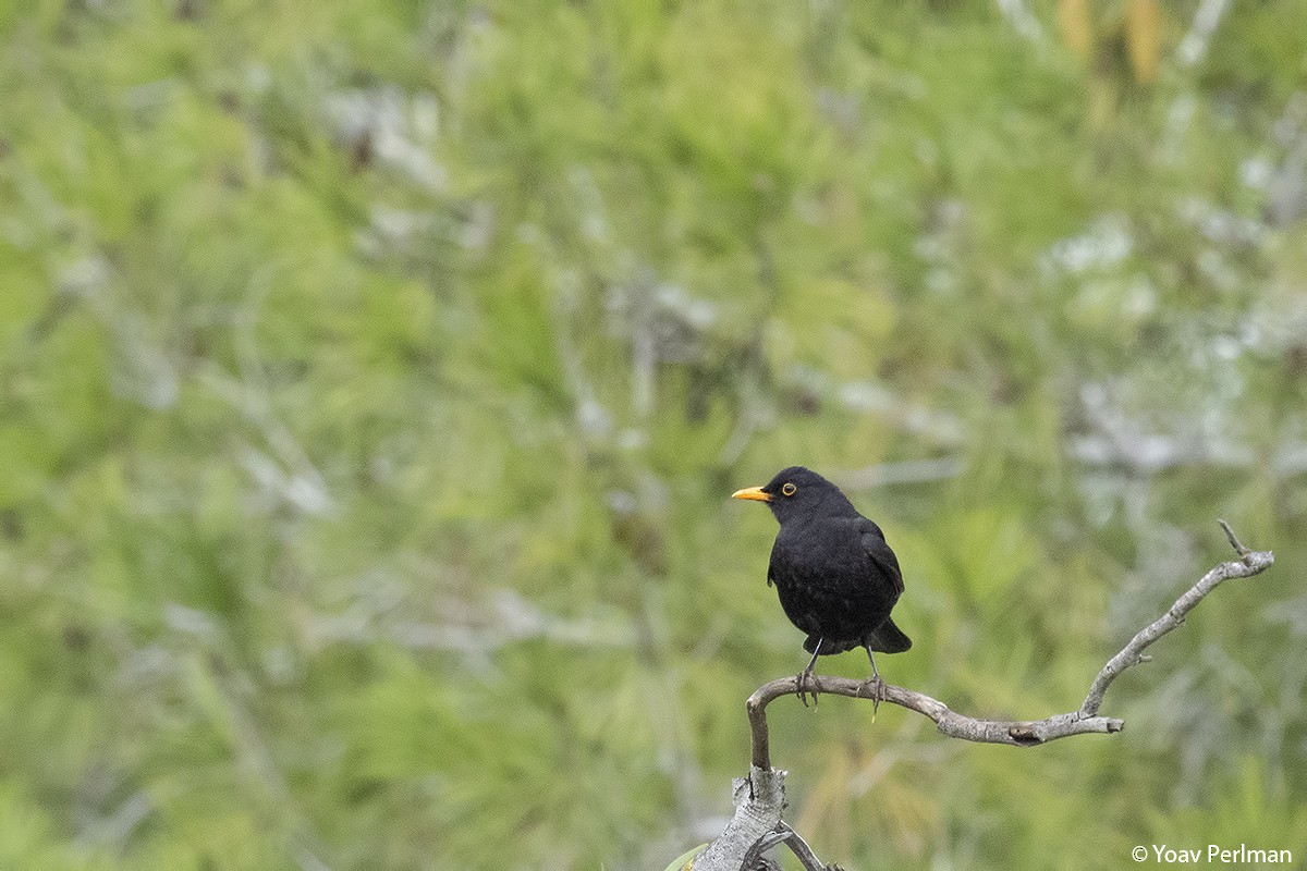 Eurasian Blackbird - Yoav Perlman