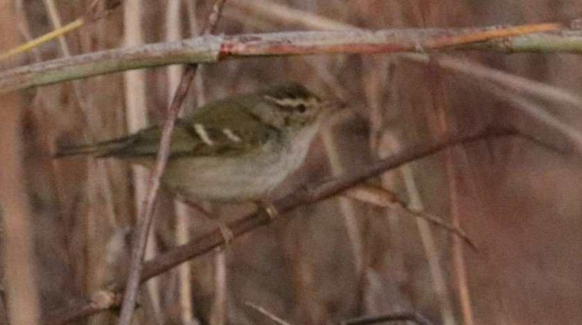 Yellow-browed Warbler - ML192649251