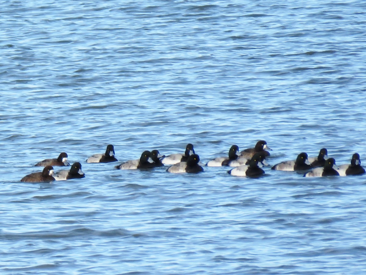 Greater/Lesser Scaup - ML192649931