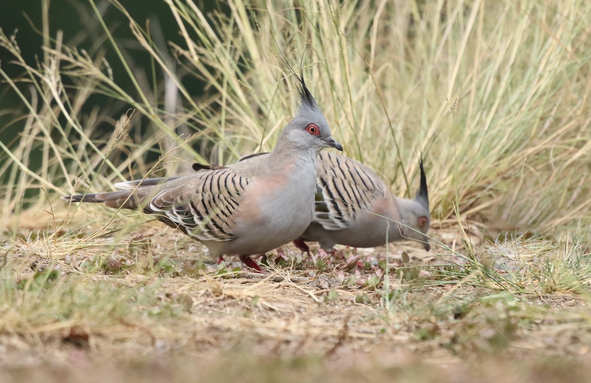 Crested Pigeon - David Ongley