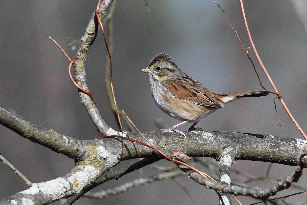 Swamp Sparrow - Barry Blust