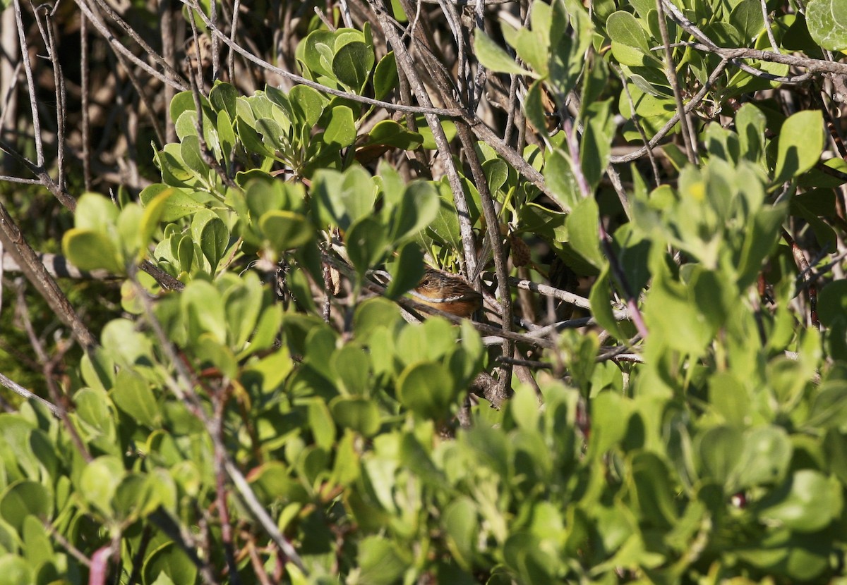 Southern Emuwren - Anonymous