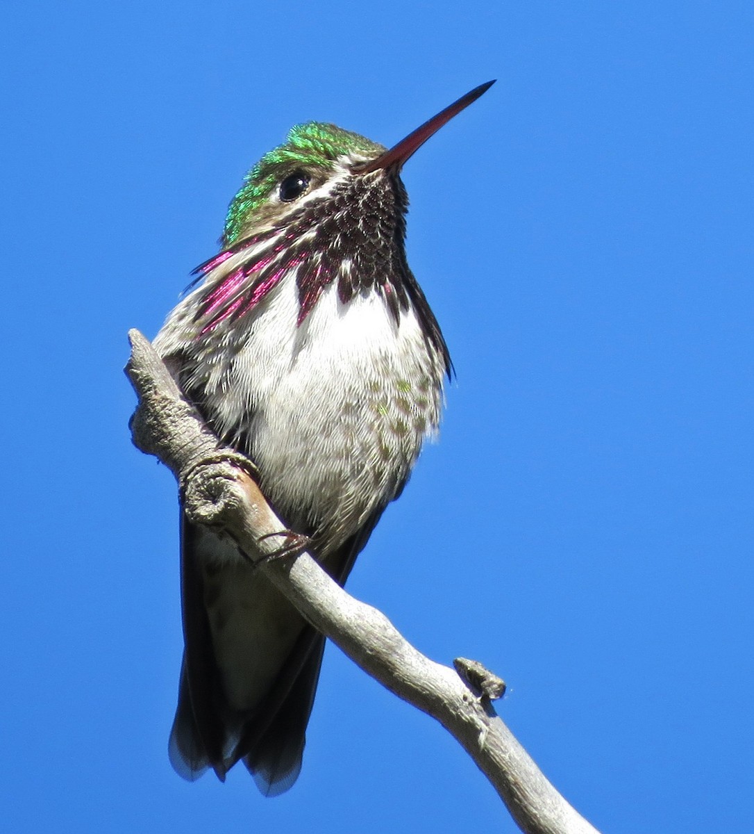 Calliope Hummingbird - ML192678901
