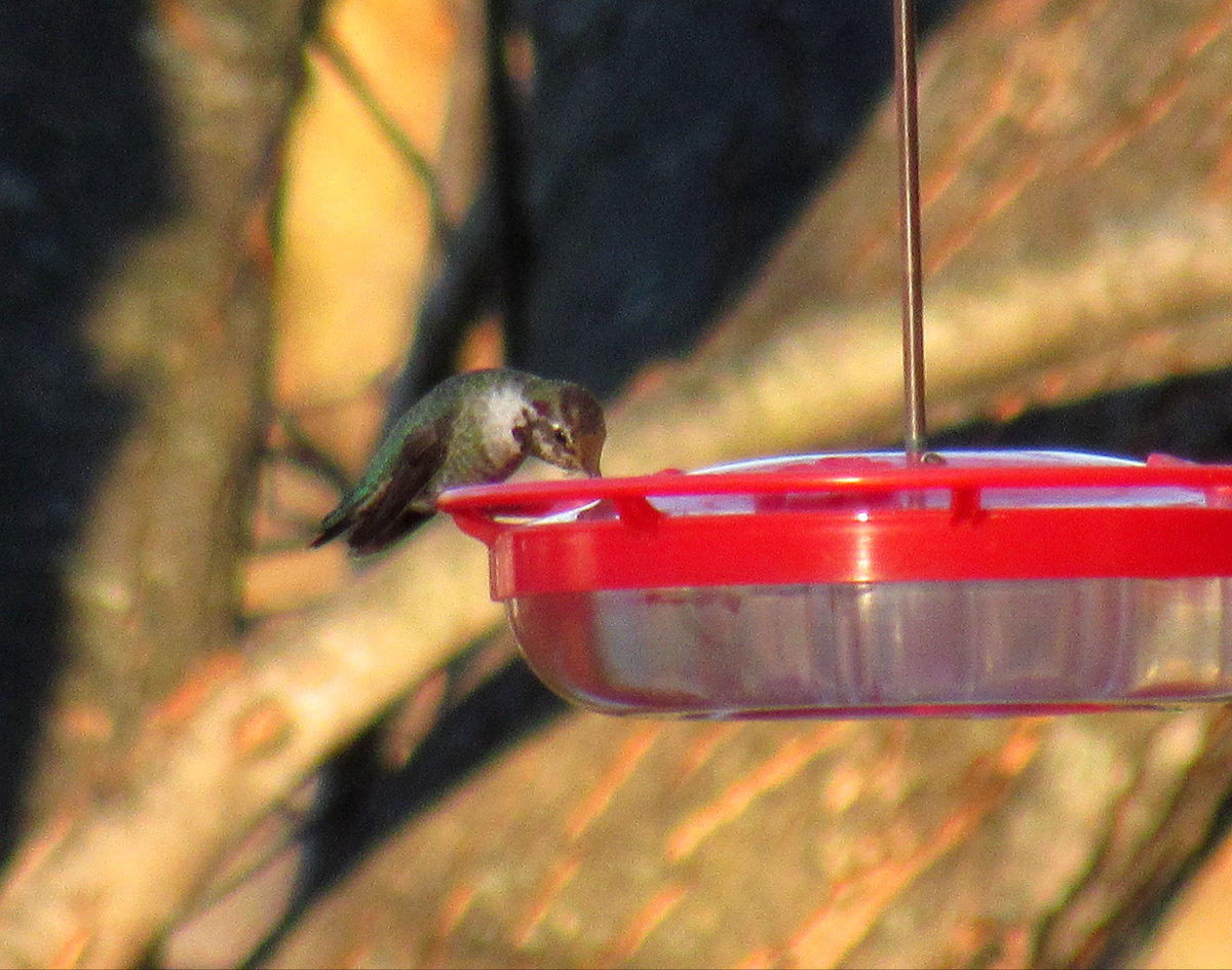 Anna's Hummingbird - ML192680491