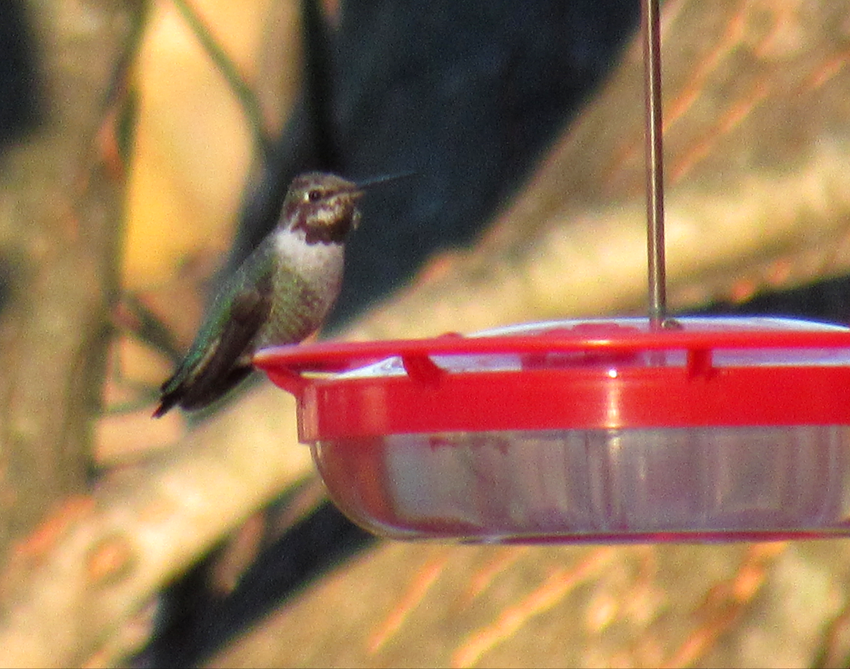 Anna's Hummingbird - Allison Matlock
