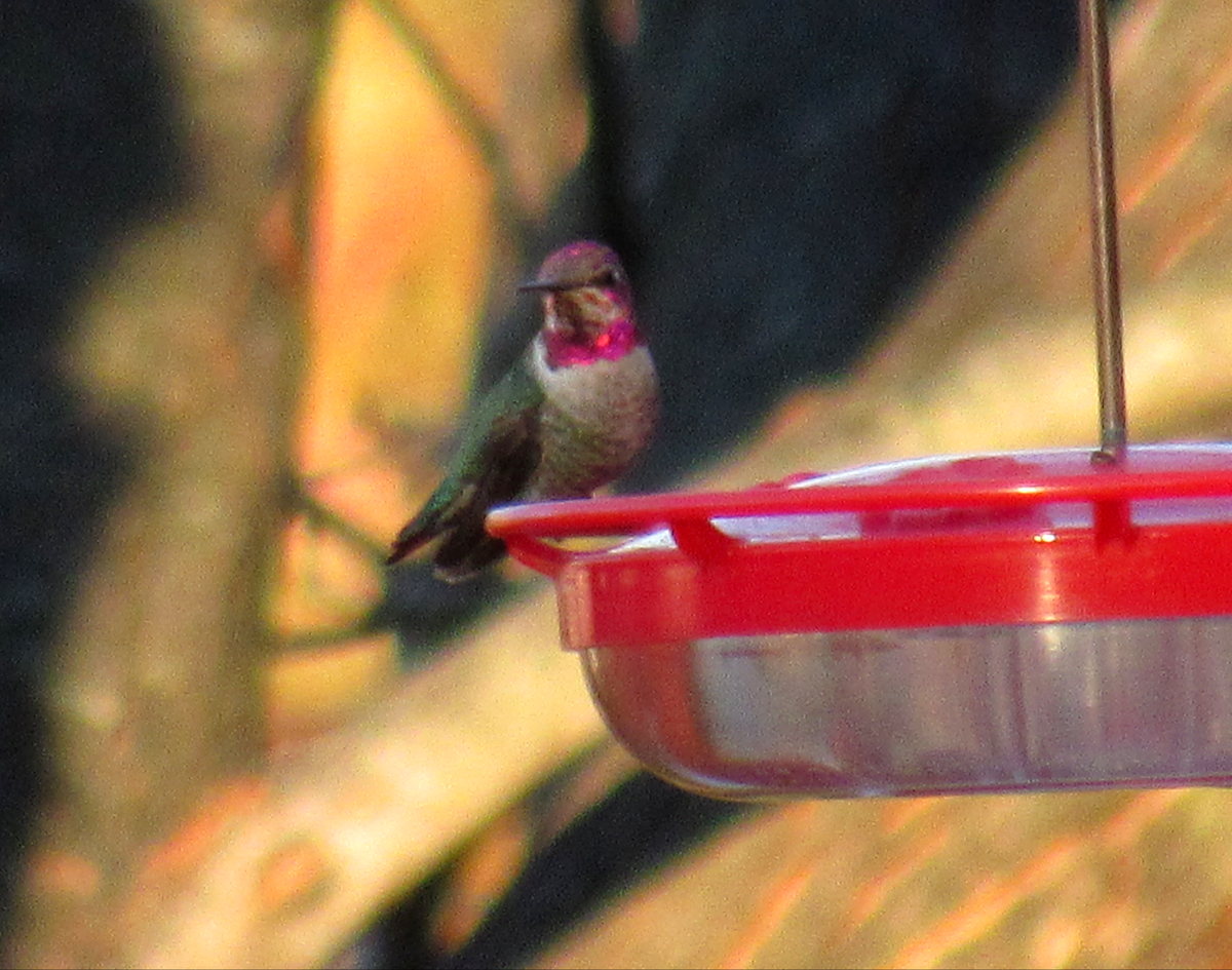 Anna's Hummingbird - ML192680561