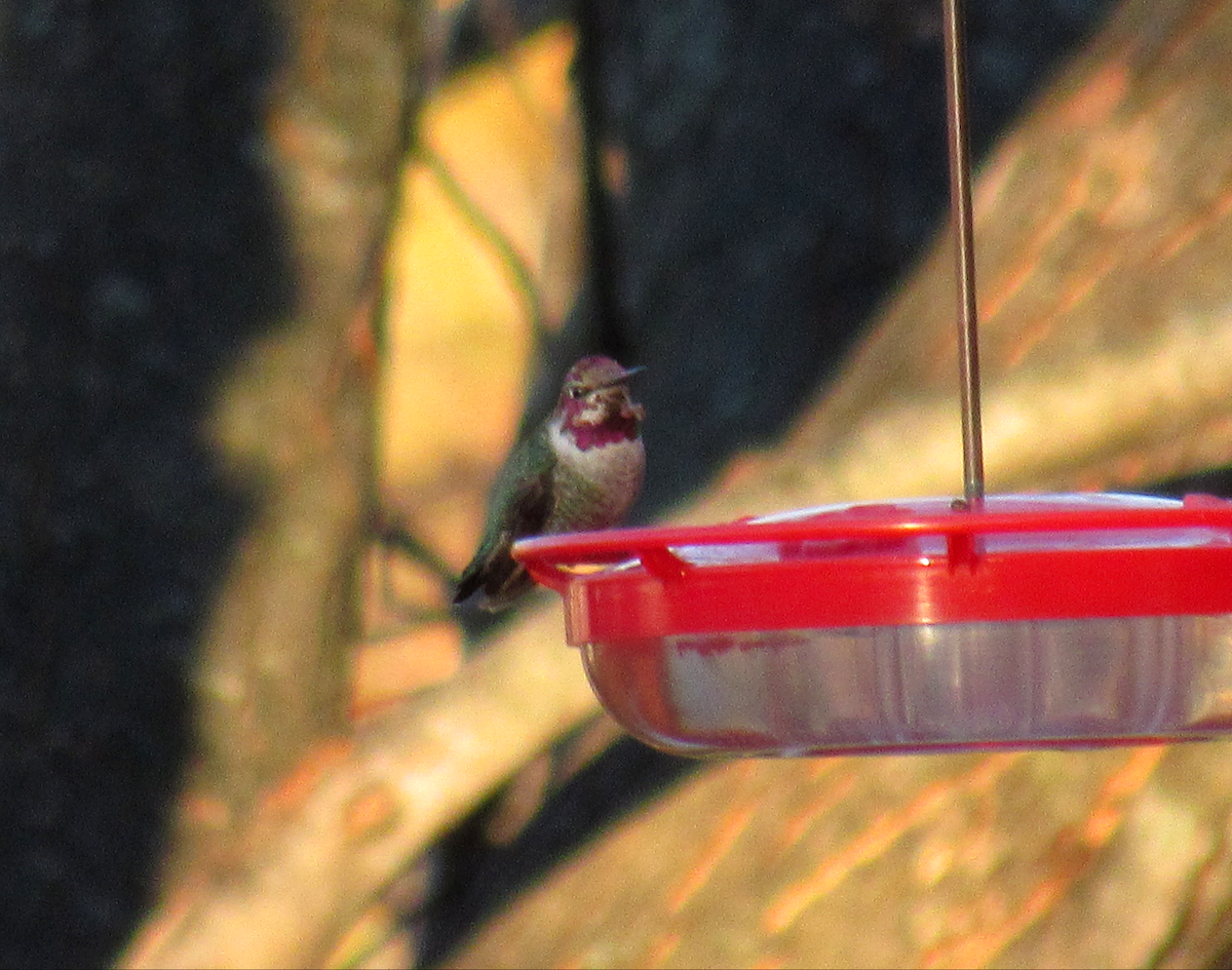 Anna's Hummingbird - Allison Matlock