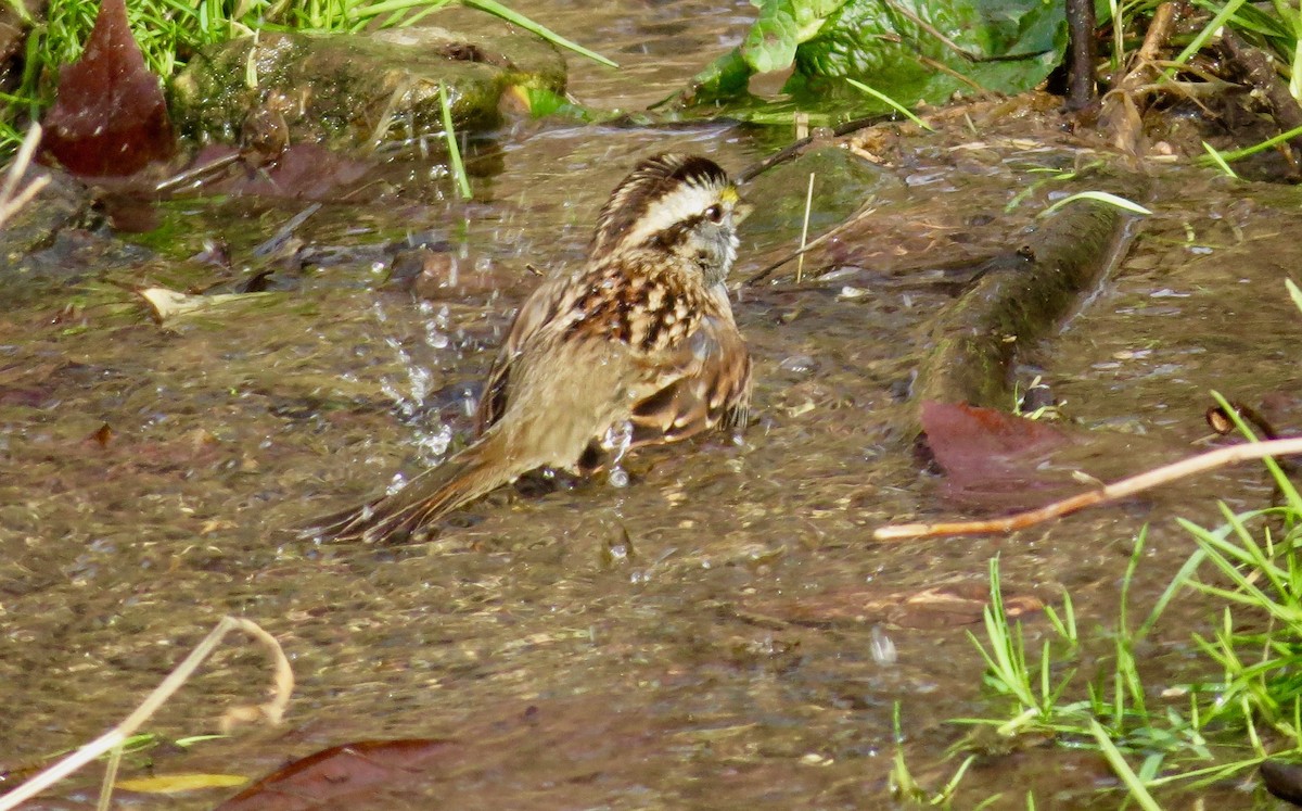 White-throated Sparrow - ML192681251
