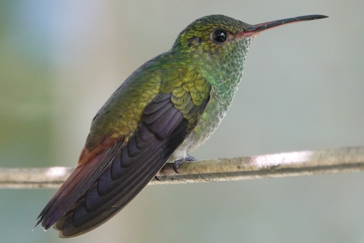 Rufous-tailed Hummingbird - Lindsey Schromen-Wawrin