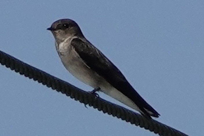 Northern Rough-winged Swallow - ML192682461