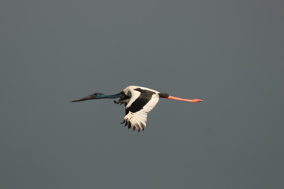 Black-necked Stork - ML192682571