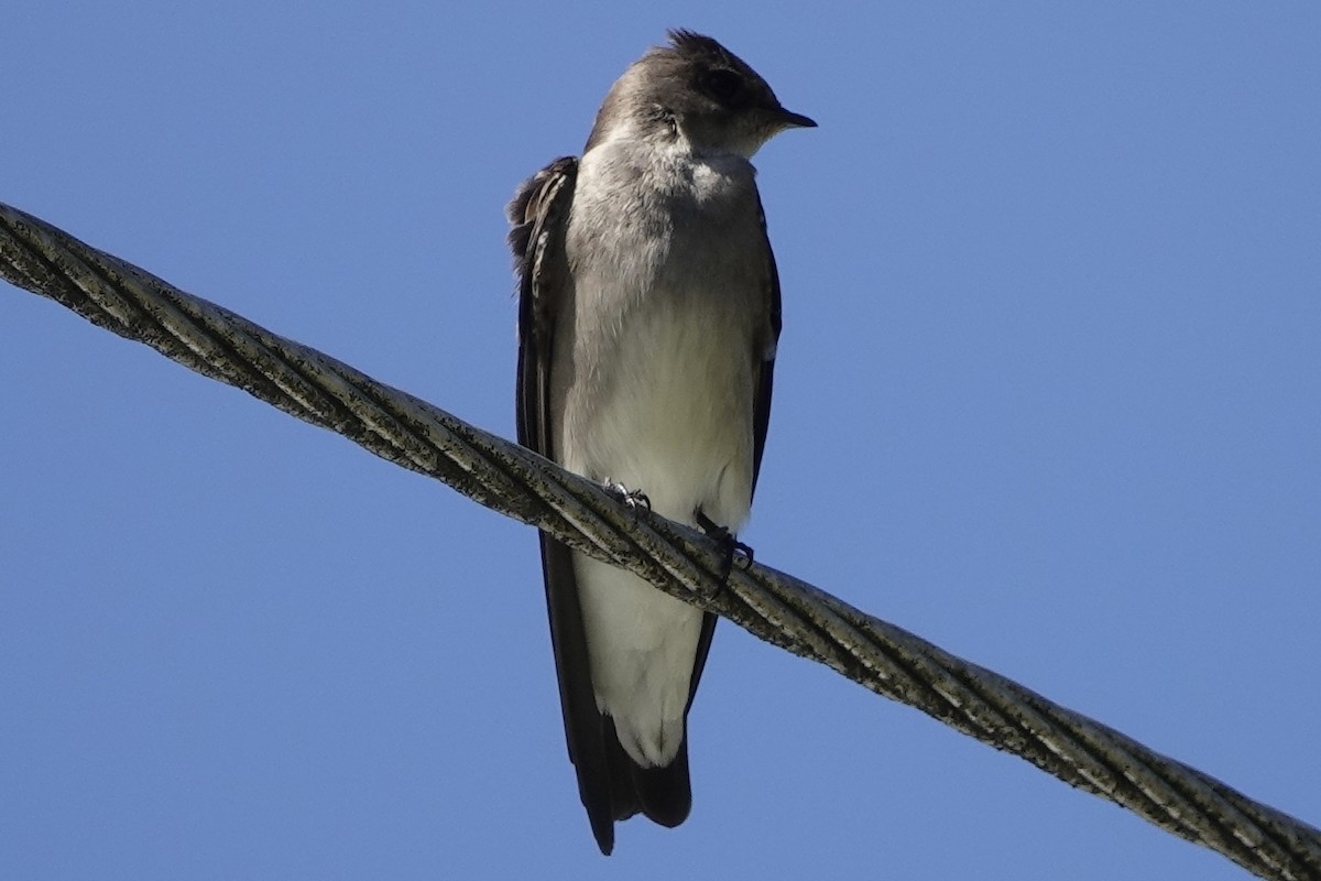 Northern Rough-winged Swallow - ML192682581