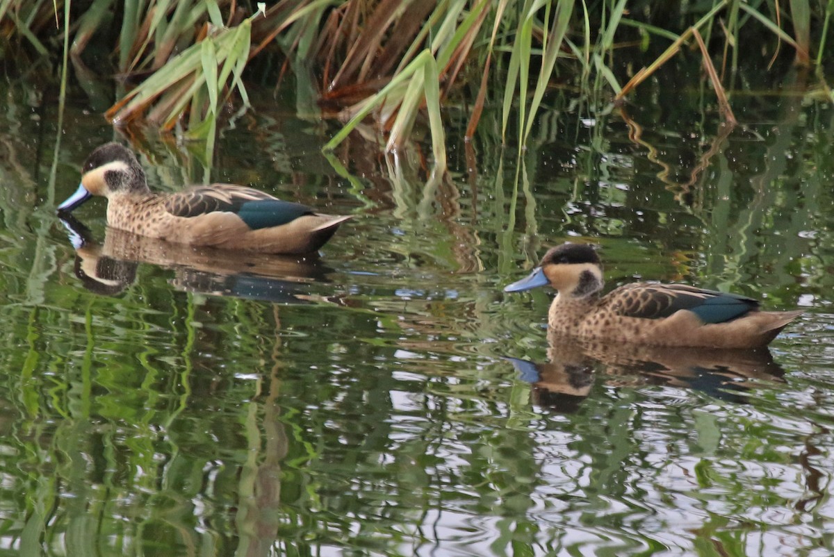 Blue-billed Teal - Joan and/or George Sims