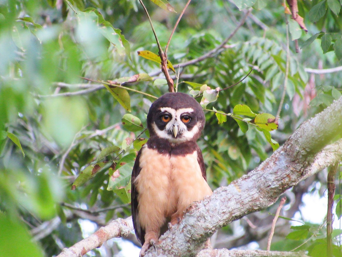 Spectacled Owl - ML192685211