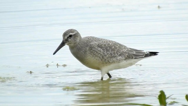 Red Knot - ML192687471
