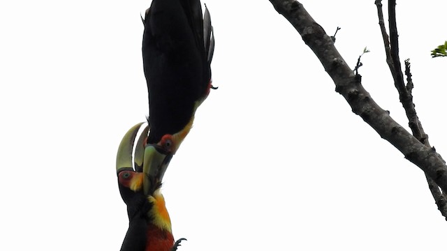 Toucan à ventre rouge - ML192688101