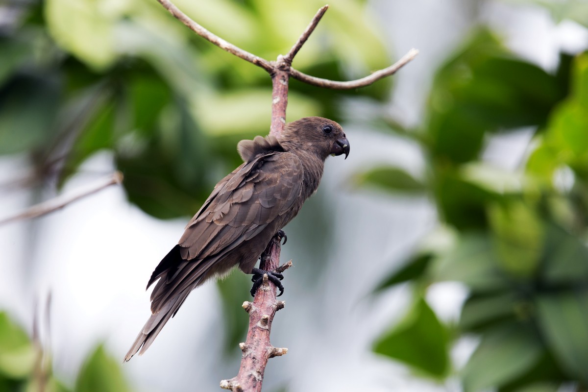 Seychelles Parrot - 独行虾 Bird.soong