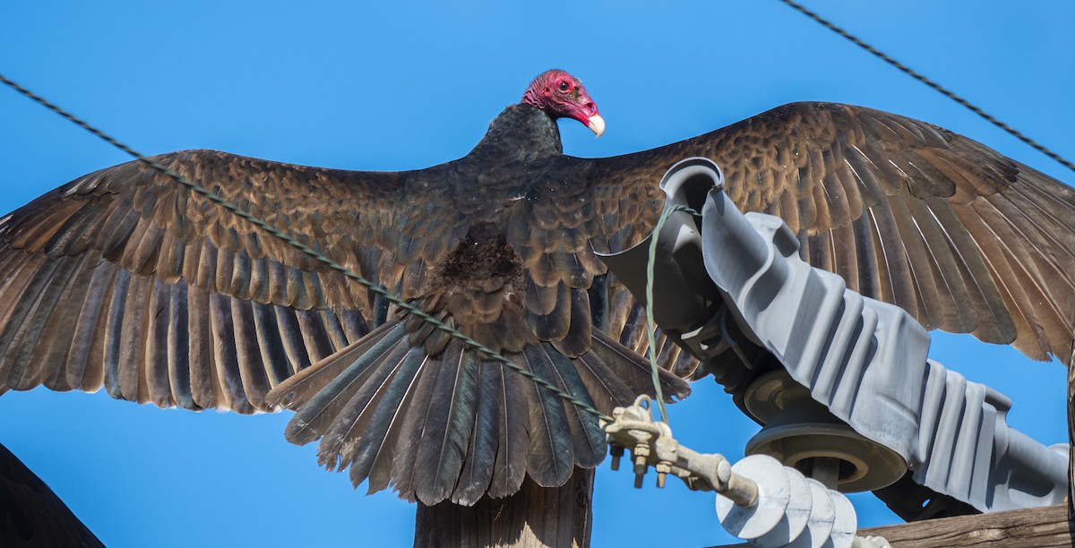 Turkey Vulture - Roger Uzun