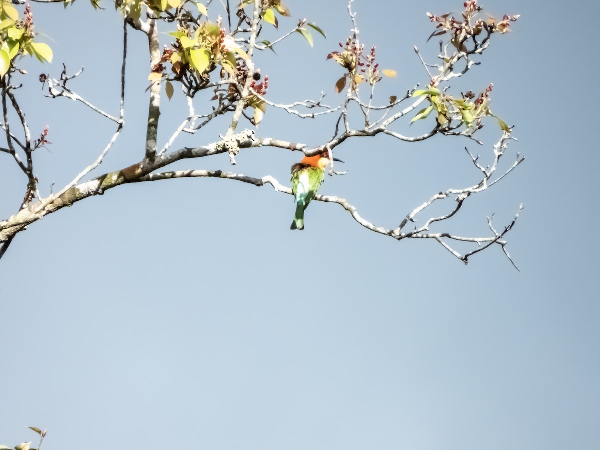 Chestnut-headed Bee-eater - ML192691411