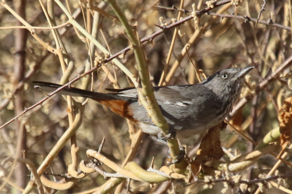 Chestnut-vented Warbler - Joan and/or George Sims