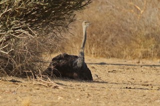 Common Ostrich, ML192695371