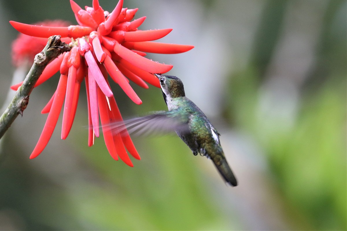 kolibřík hvězdohrdlý - ML192697261