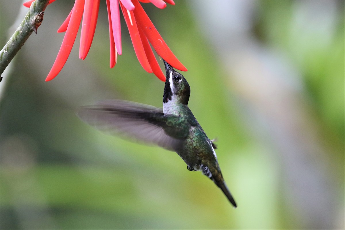 kolibřík hvězdohrdlý - ML192697271