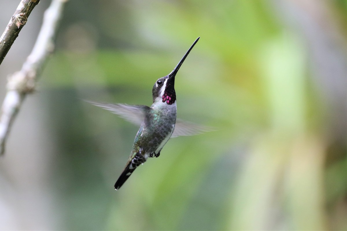 kolibřík hvězdohrdlý - ML192697341
