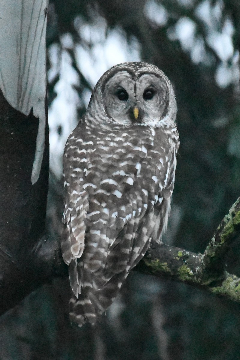 Barred Owl - Bart Wickel