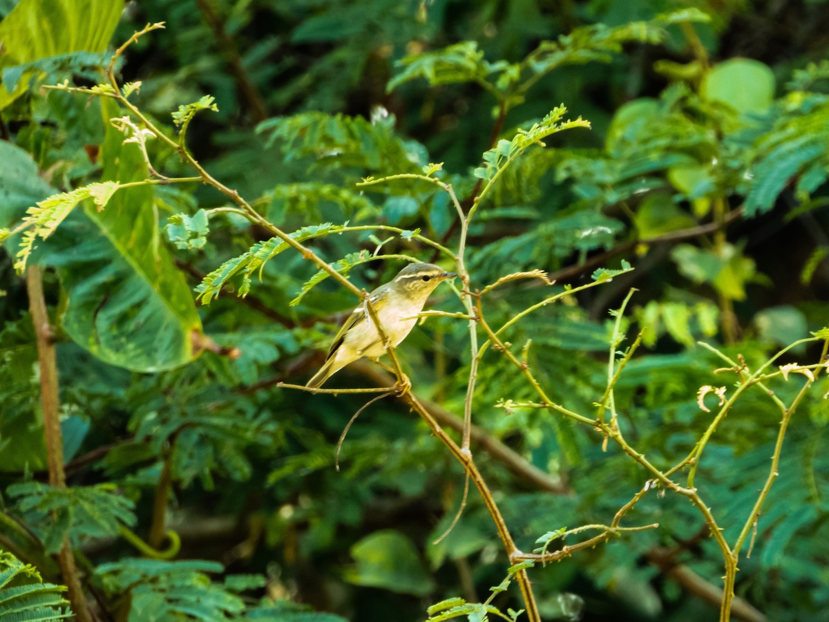Yellow-browed Warbler - ML192697961