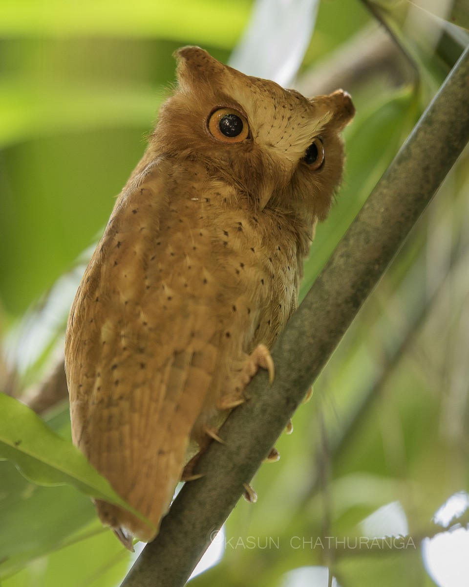 Serendib Scops-Owl - kasun Gonagala