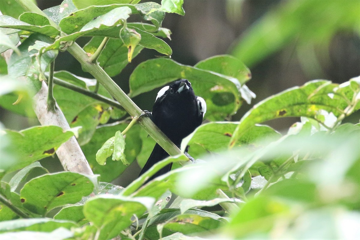 White-shouldered Tanager - ML192700121
