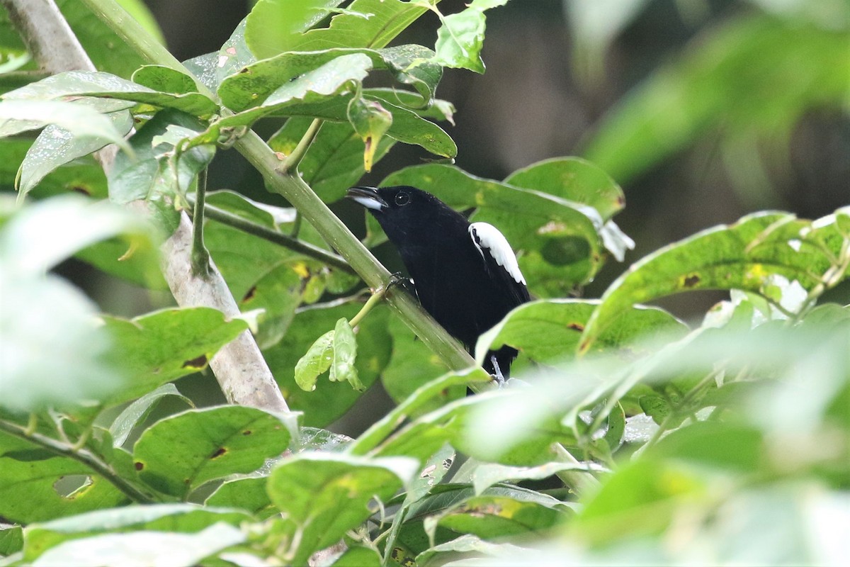 White-shouldered Tanager - ML192700141