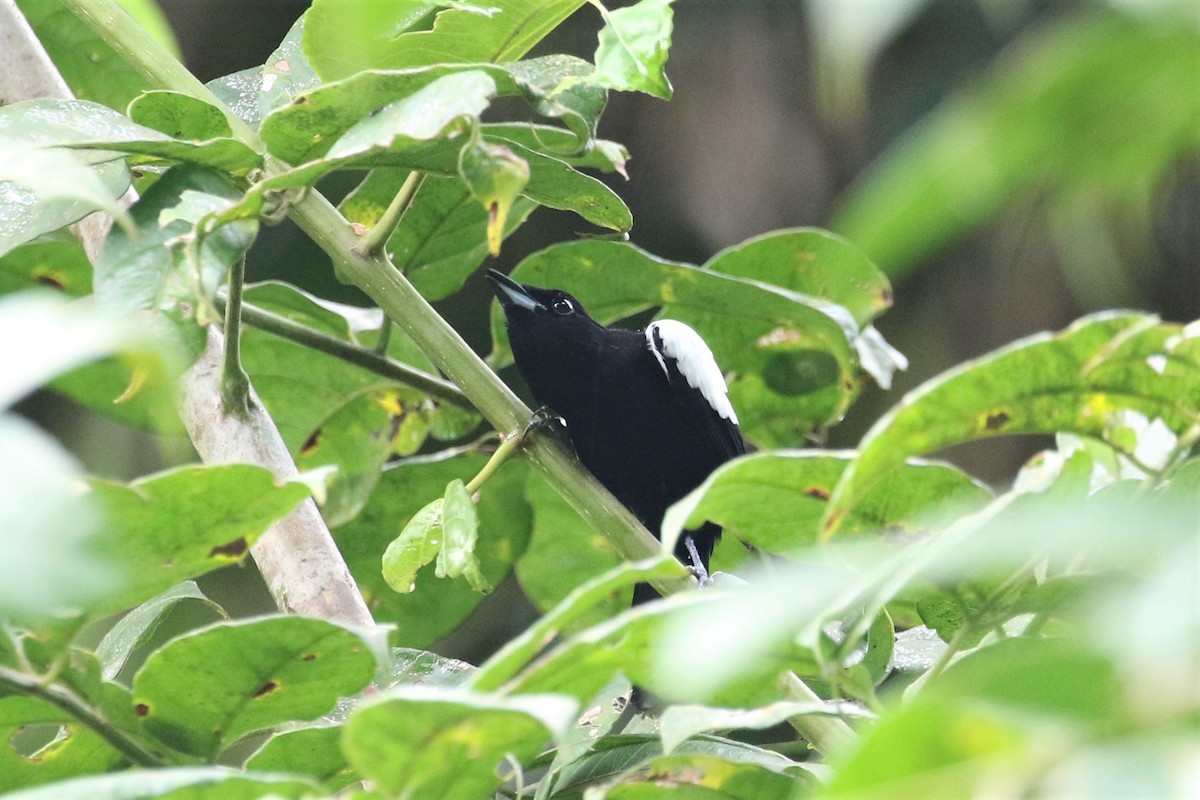 White-shouldered Tanager - ML192700151