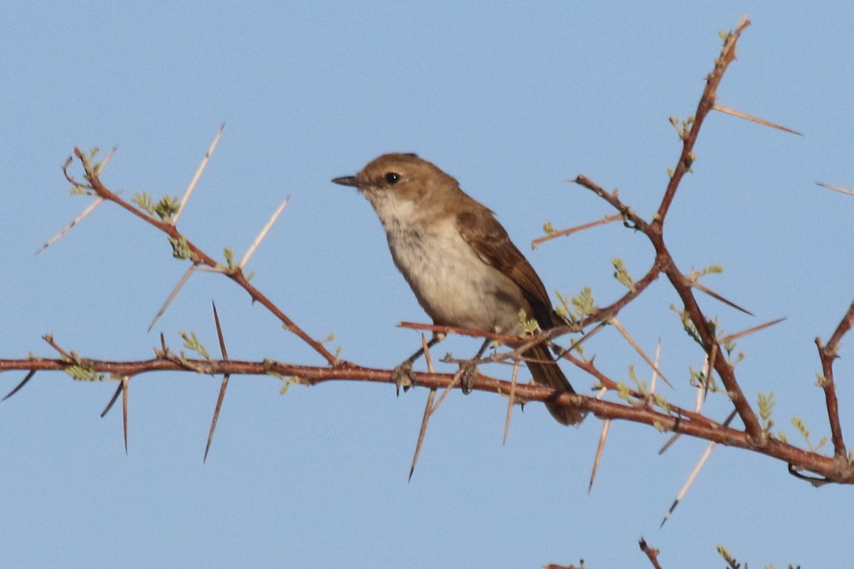 Marico Flycatcher - Joan and/or George Sims