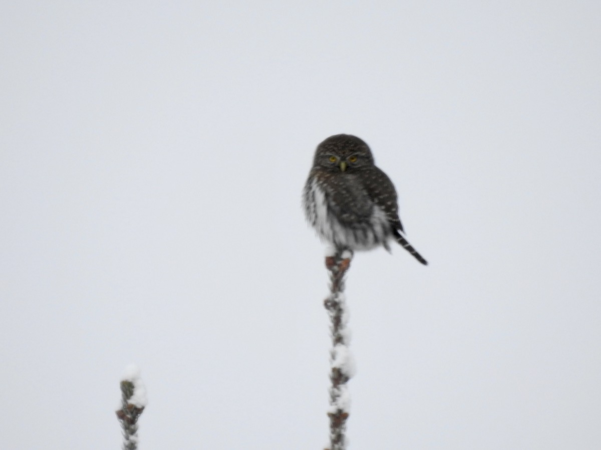 Northern Pygmy-Owl - ML192701461