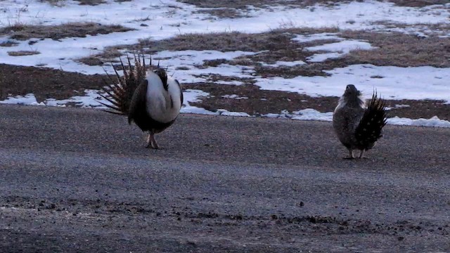 Greater Sage-Grouse - ML192702571