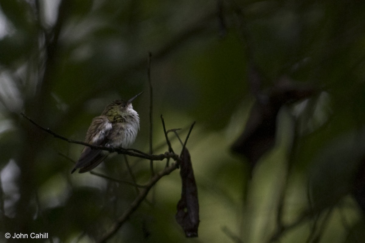 Azure-crowned Hummingbird - ML192703291