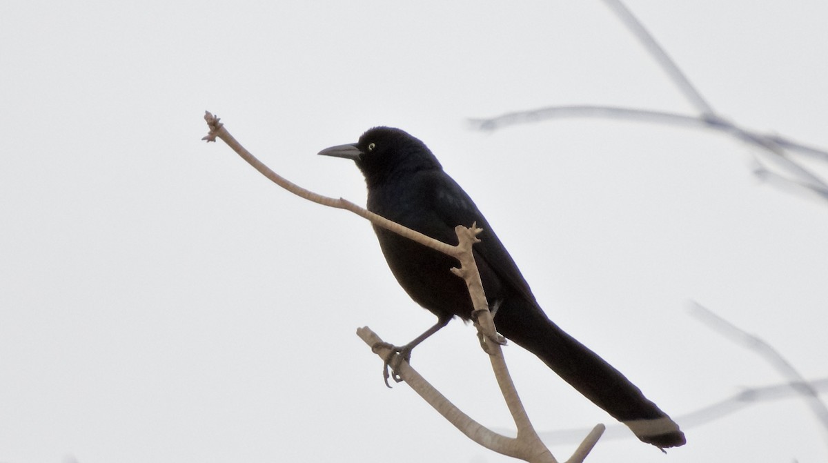 Great-tailed Grackle - ML192703711