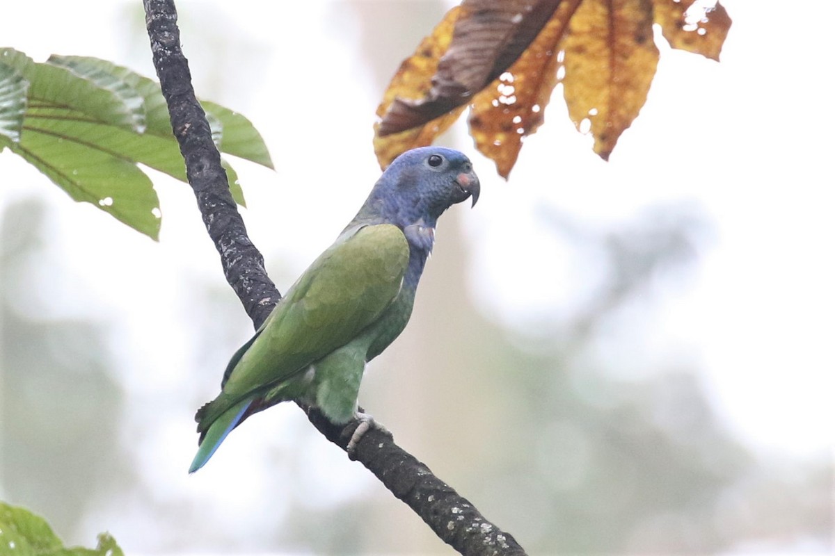 Blue-headed Parrot - Bob Friedrichs