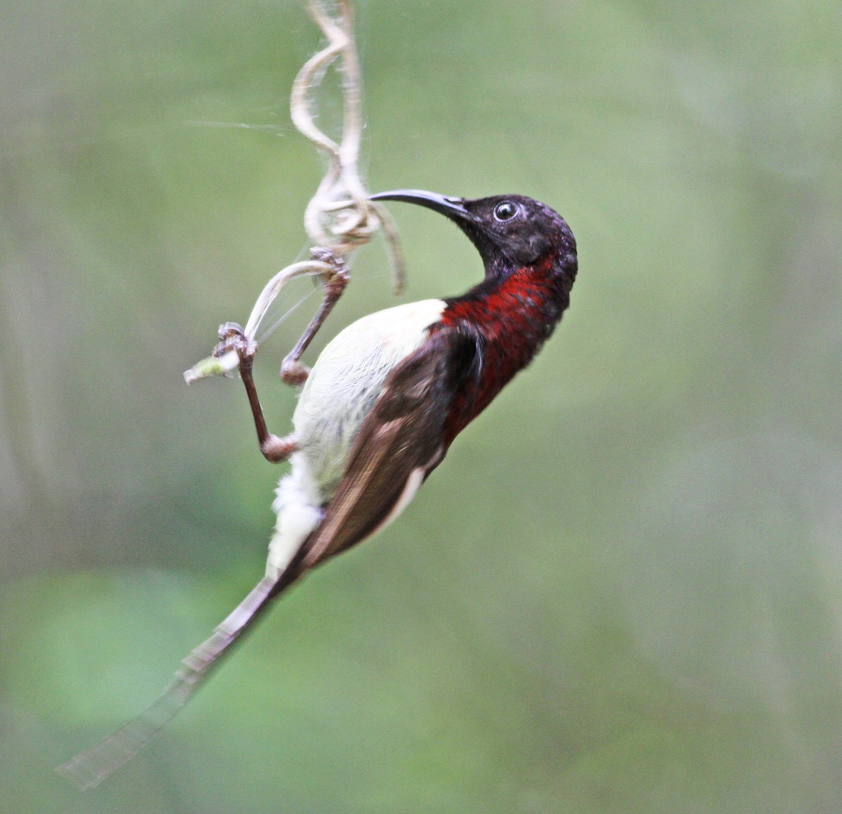 Black-throated Sunbird - Mark  Hogarth